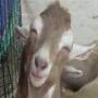 bachon kay liye Bakra Kahani a story for kids in urdu