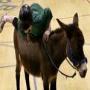 Story for Kids Babies Children in Urdu Presenting this time a story of a vlillagers who had a Donkey which Could Dance
