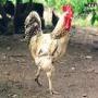 Good Habits A story of a family of chicken for Children and young boys in urdu Chicken was very lazy while her wife kept