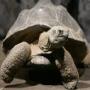 Tortoise Kahani