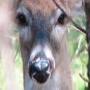 Deer Princess