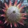 Phool Badshah