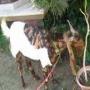 Qurbani
