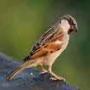 badla
