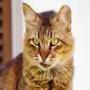 Billi Shair ki khala