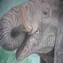 Maghroor Hathi