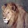 jangle ka sher
