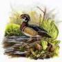 Duck and Hen - a special urdu kahani for children