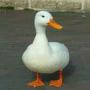 katto r batto