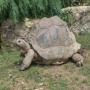 Urdu Story For Children Akalmand Tortoise