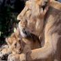 Urdu Story For Children Sher Aur Billi