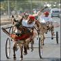 Donkey Race It is the oldest game played in Karachi and it can also be said the most ancient racing game of the world