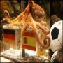 fifa final octopus na spain ko holand k khilaf krar da diya